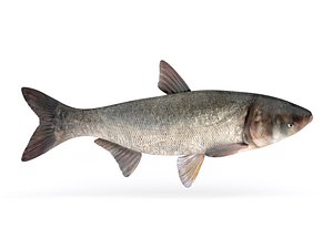 Silver Carp Fish