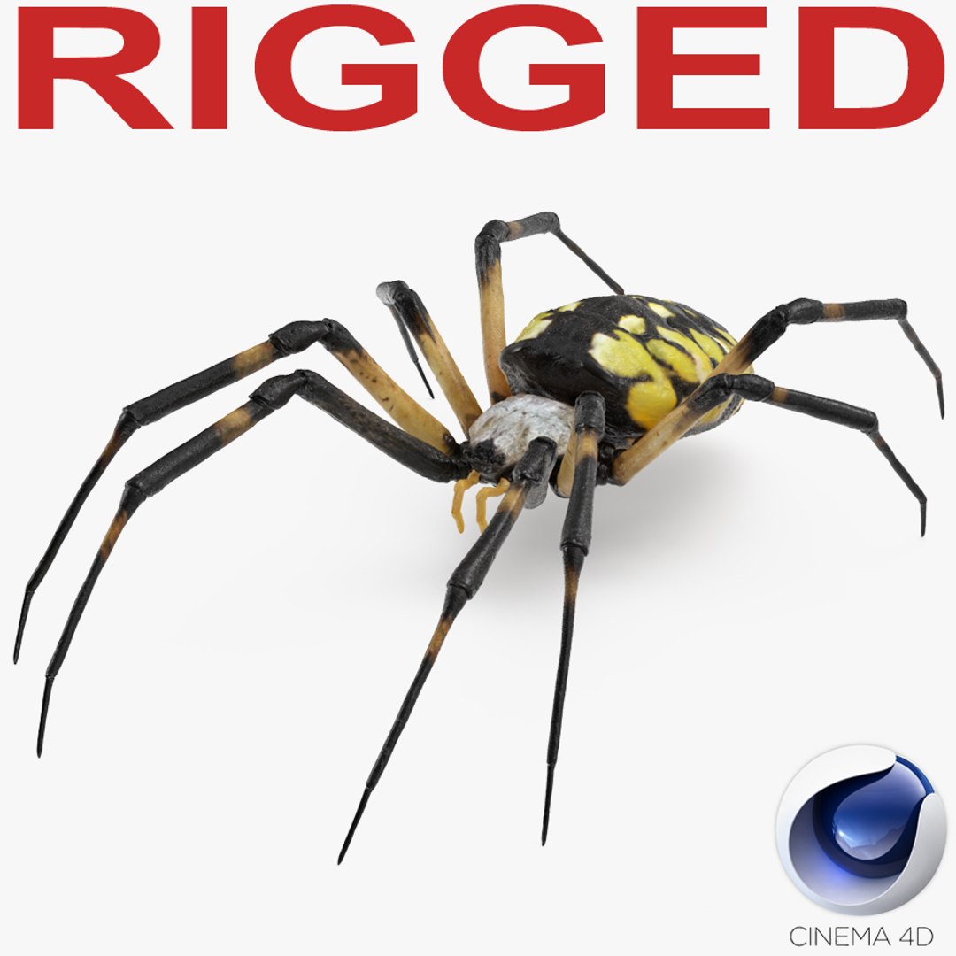 Argiope Aurantia or Yellow Garden Spider Rigged for Cinema 4D 3D model preview