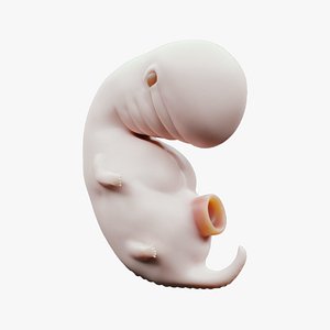 3D model 4 Weeks Human embryonic Baby Stages