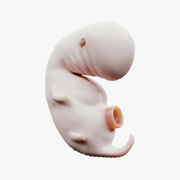 4 Weeks Human embryonic Baby Stages 3D 모델 - TurboSquid 2036030