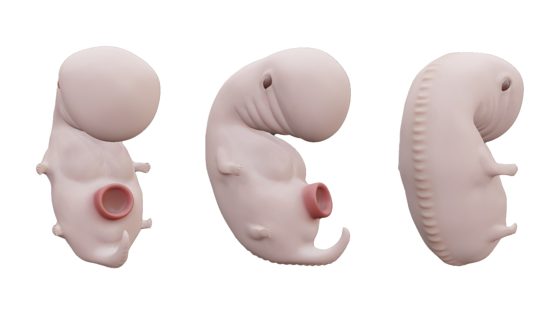 3D Model 4 Weeks Human Embryonic Baby Stages - TurboSquid 2036030