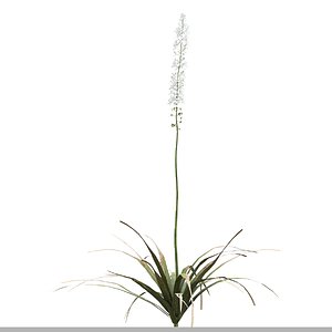 Set of Eremurus Himalaicus Plant Foxtail Lily 5 Plants 3D