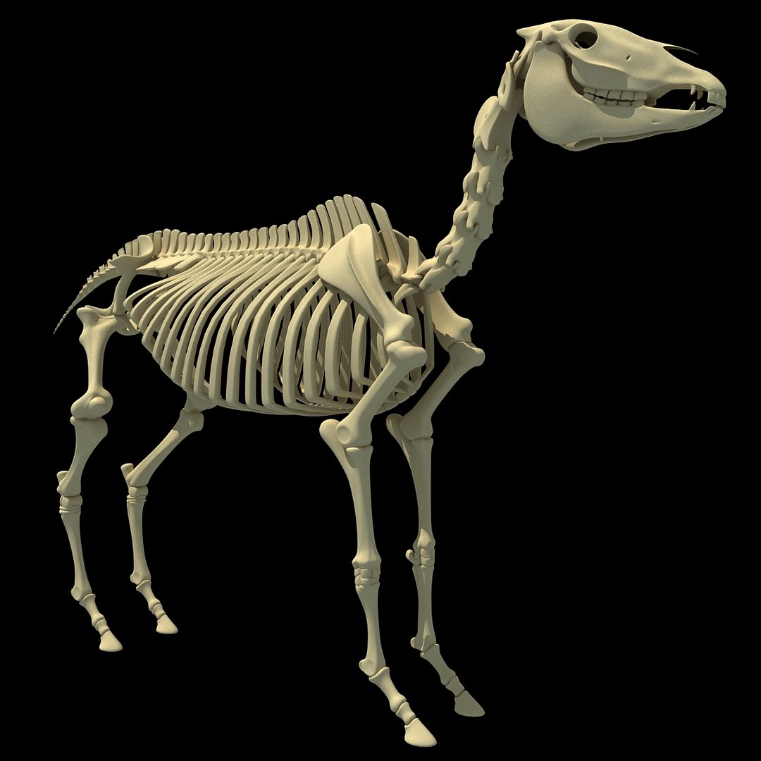 Dog Skeleton 3D Model – 3D Horse