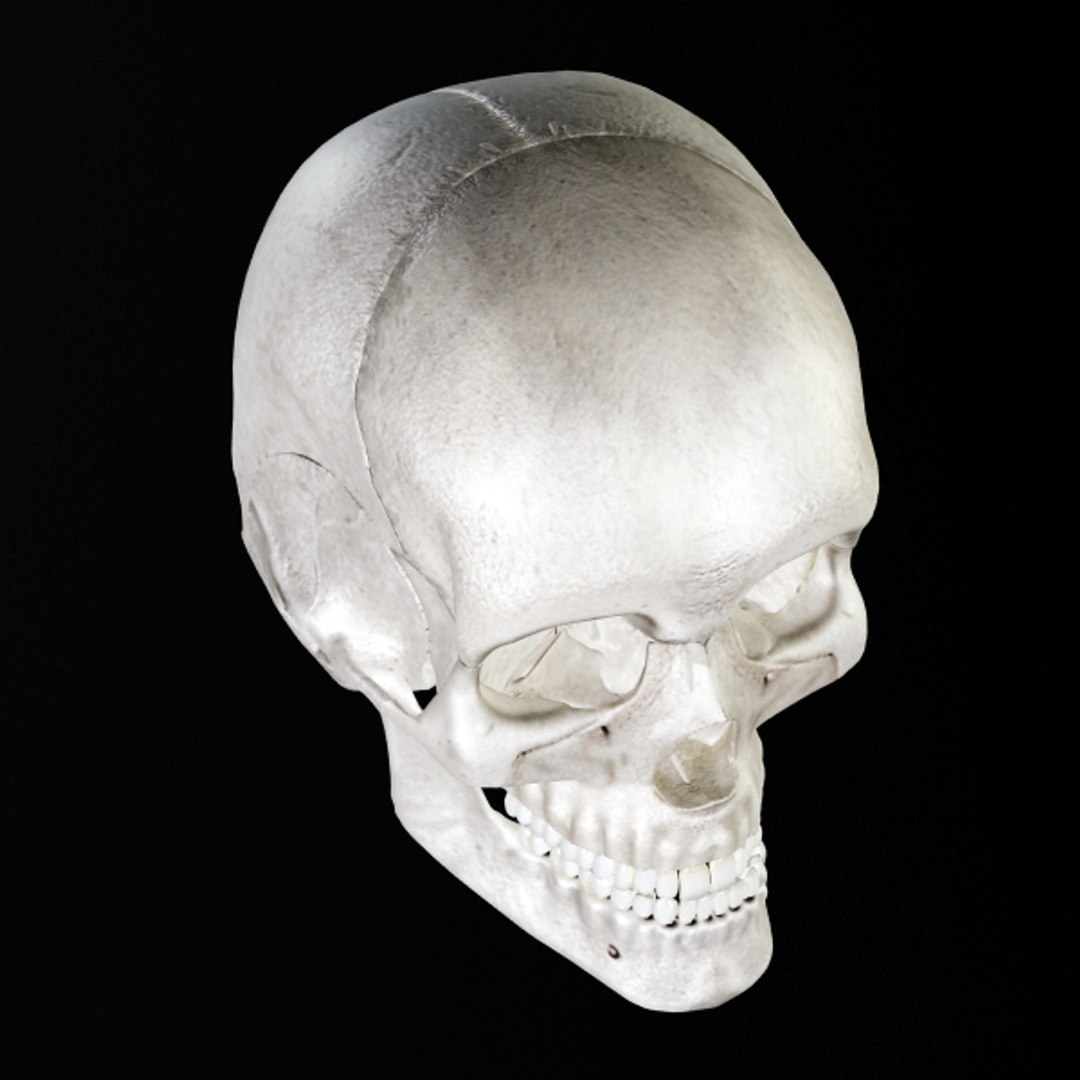 skull bone 3d max https://p.turbosquid.com/ts-thumb/84/gzKrS0/4vAQCNBq/sk_7/jpg/1290794918/1920x1080/fit_q87/d8b4eb49d3c07dc97e50e209bdba4385247c5409/sk_7.jpg