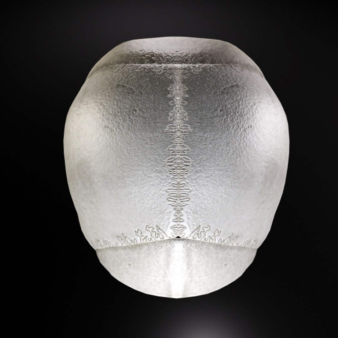skull bone 3d max https://p.turbosquid.com/ts-thumb/84/gzKrS0/87eegixW/sk_5/jpg/1290794918/1920x1080/fit_q87/ed1f6b2079659eafc87e5596576b4ba4cdba7f97/sk_5.jpg