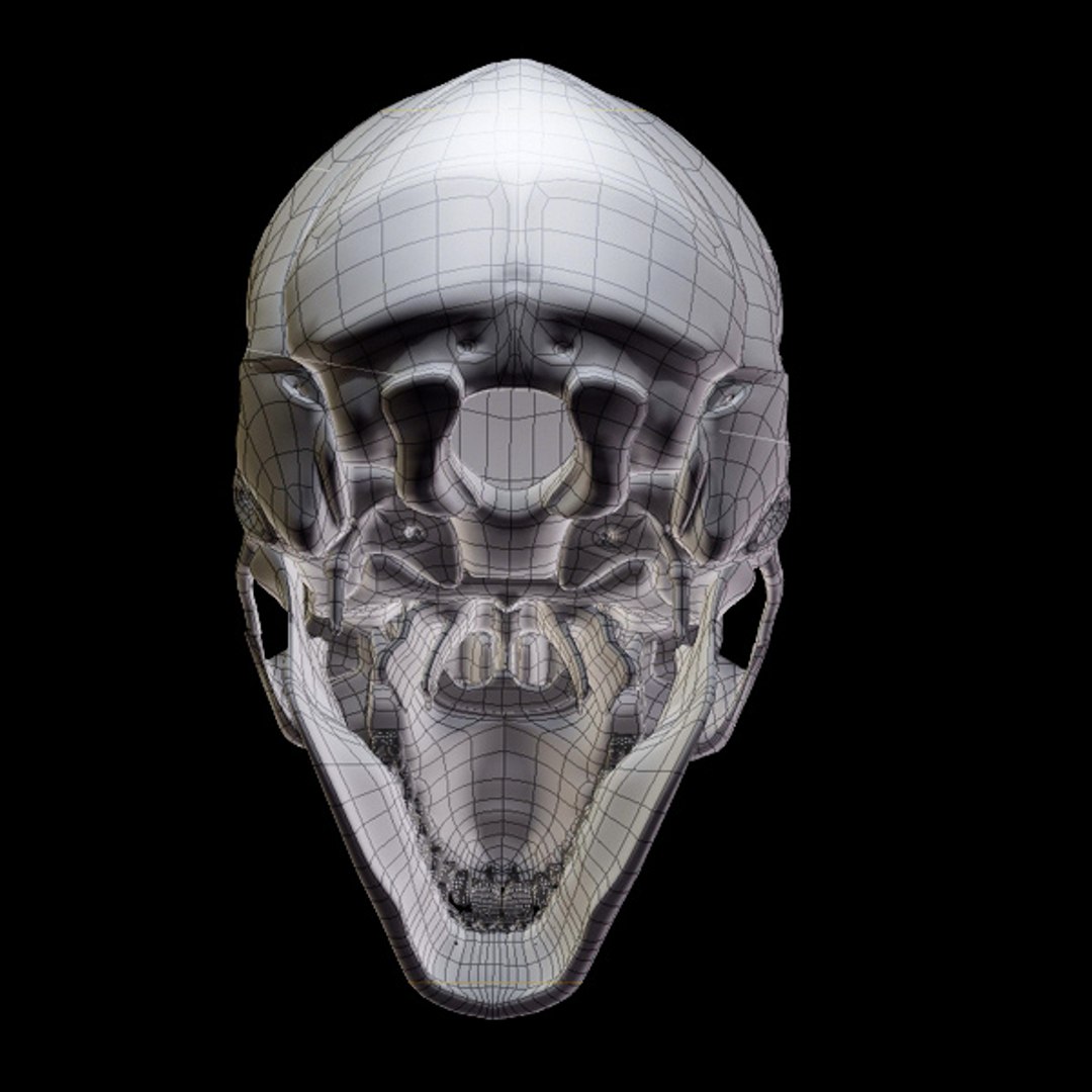 skull bone 3d max https://p.turbosquid.com/ts-thumb/84/gzKrS0/93IP152g/sk_99/jpg/1290794918/1920x1080/fit_q87/1f57c9556e2c67167833ee53355075c806cf6fd3/sk_99.jpg