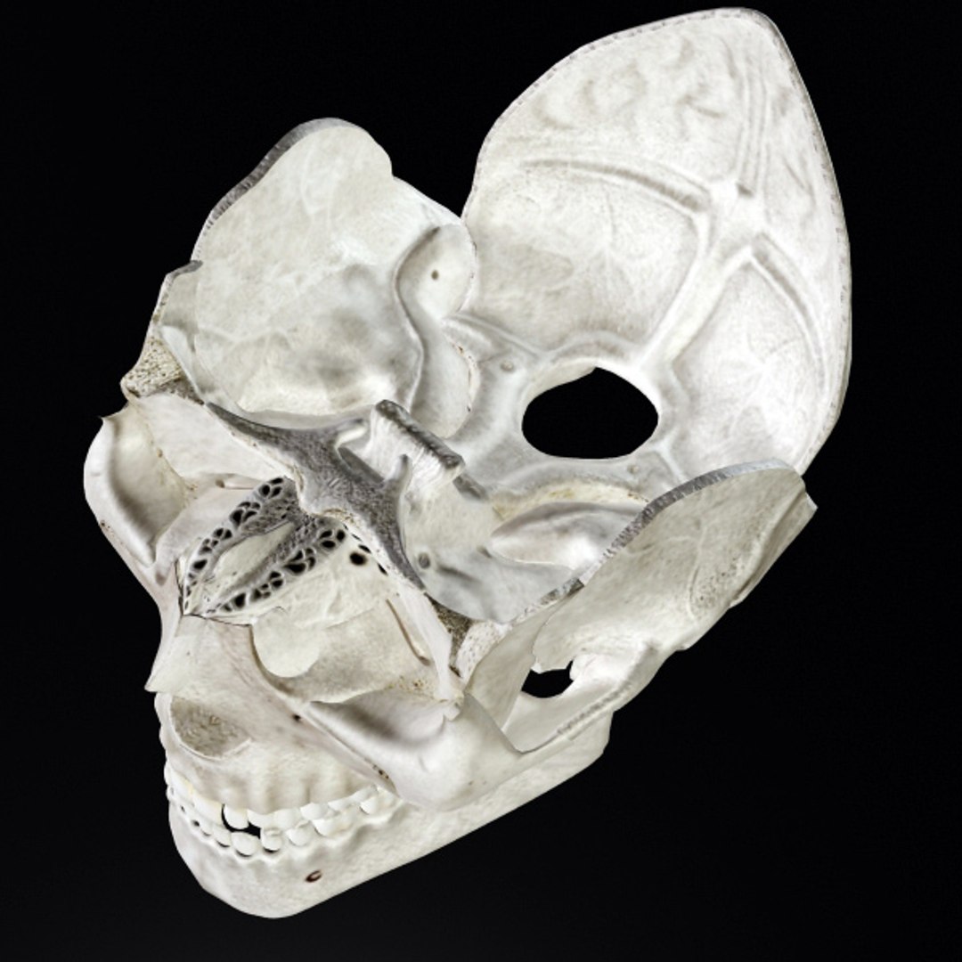 skull bone 3d max https://p.turbosquid.com/ts-thumb/84/gzKrS0/FwGFSDlP/sk_9/jpg/1290794918/1920x1080/fit_q87/a5da8c5206fd91bb72d120b06e23a4b62b696b94/sk_9.jpg