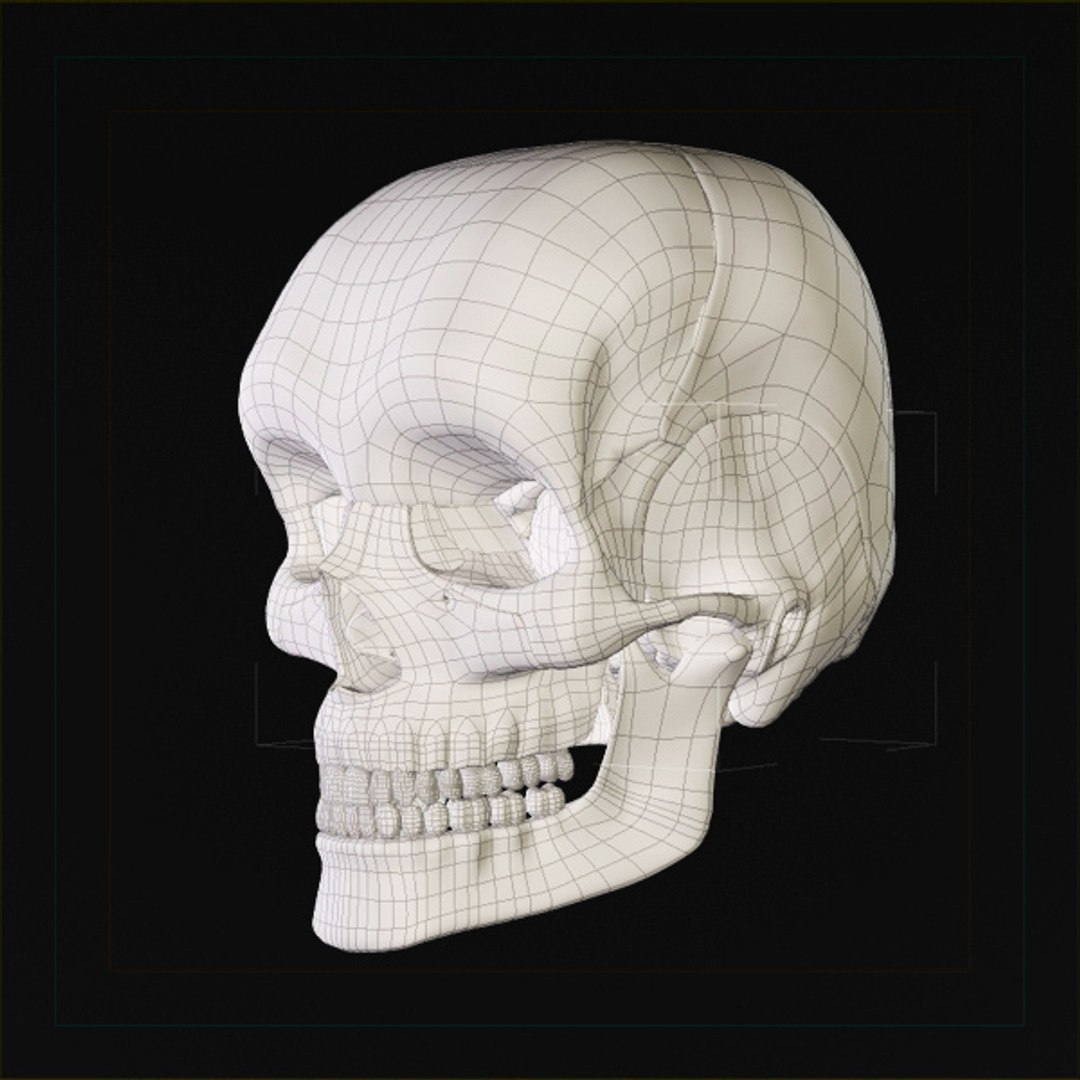 skull bone 3d max https://p.turbosquid.com/ts-thumb/84/gzKrS0/MKQNgZcz/sk_96/jpg/1290794918/1920x1080/fit_q87/fdb4b4b4ca5026077e76c4fb13897657f01916cc/sk_96.jpg