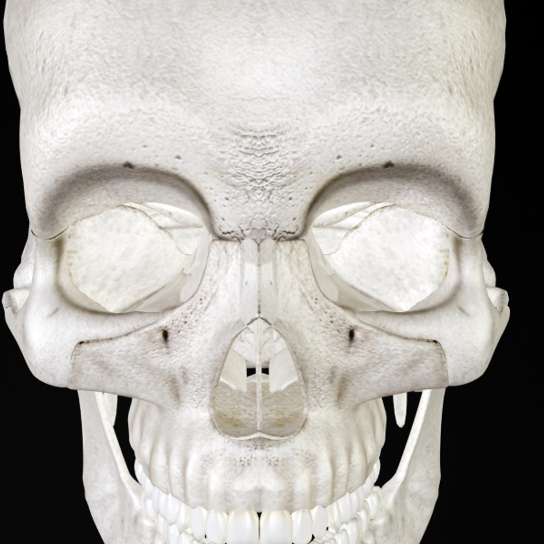 skull bone 3d max https://p.turbosquid.com/ts-thumb/84/gzKrS0/OvHq4AlJ/sk_95/jpg/1290794918/1920x1080/fit_q87/f871d71b0a5b3ec3f24506856ef95dab0ffa499b/sk_95.jpg