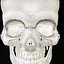 Detailed Human Skull