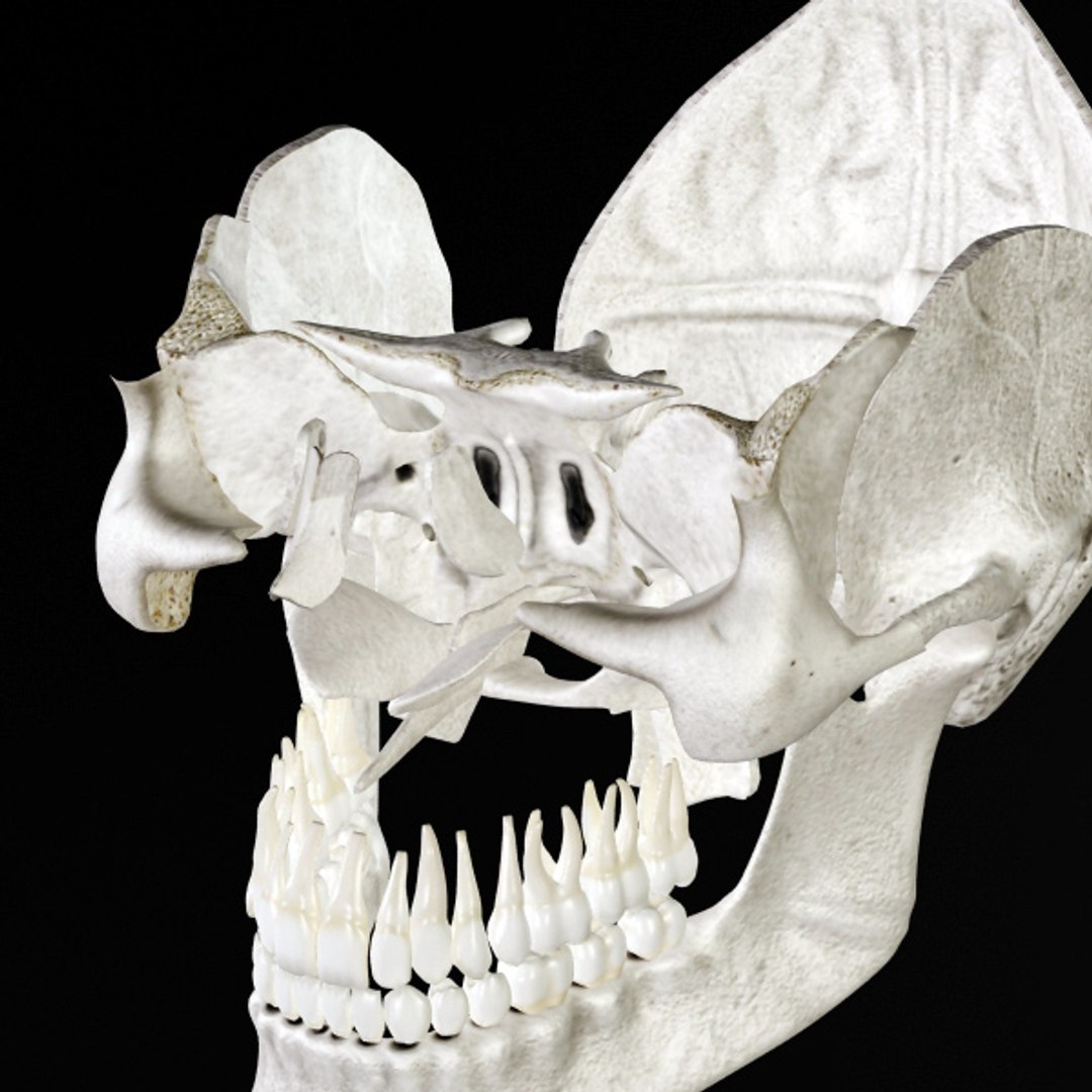 skull bone 3d max https://p.turbosquid.com/ts-thumb/84/gzKrS0/RsMgCR18/sk_91/jpg/1290794918/1920x1080/fit_q87/0ba44b148e3c42feef1ebe87f991312e9b793ec6/sk_91.jpg