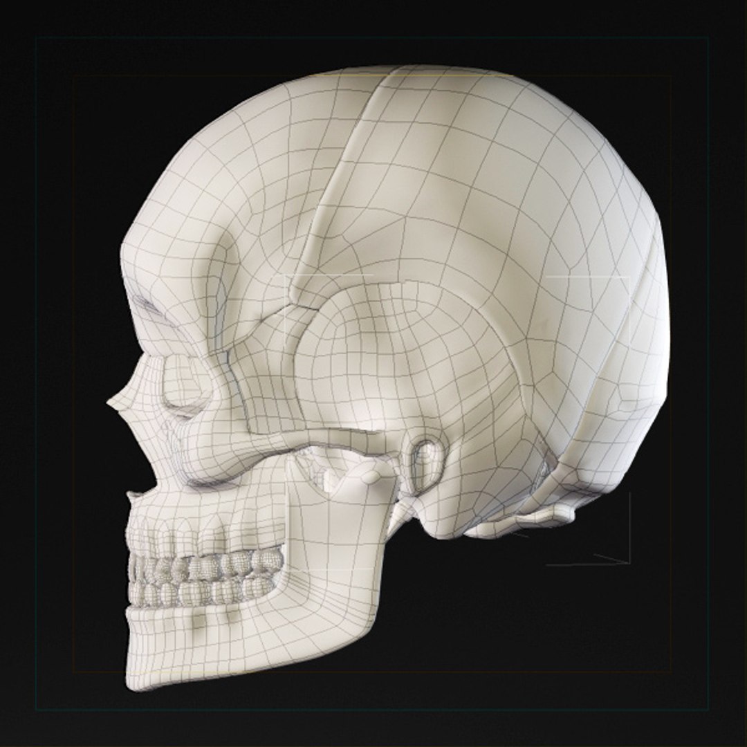 skull bone 3d max https://p.turbosquid.com/ts-thumb/84/gzKrS0/hQk9ulvD/sk_98/jpg/1290794918/1920x1080/fit_q87/bdc417f78e91fc01a814d0af329329d83e5db33d/sk_98.jpg