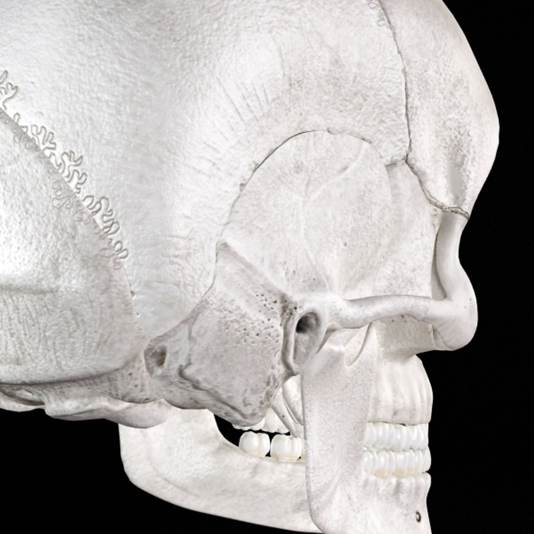 skull bone 3d max https://p.turbosquid.com/ts-thumb/84/gzKrS0/jbPwcK7A/sk_94/jpg/1290794918/1920x1080/fit_q87/5e6fc18f4210e15184f8a224f22b7d3c719eb274/sk_94.jpg