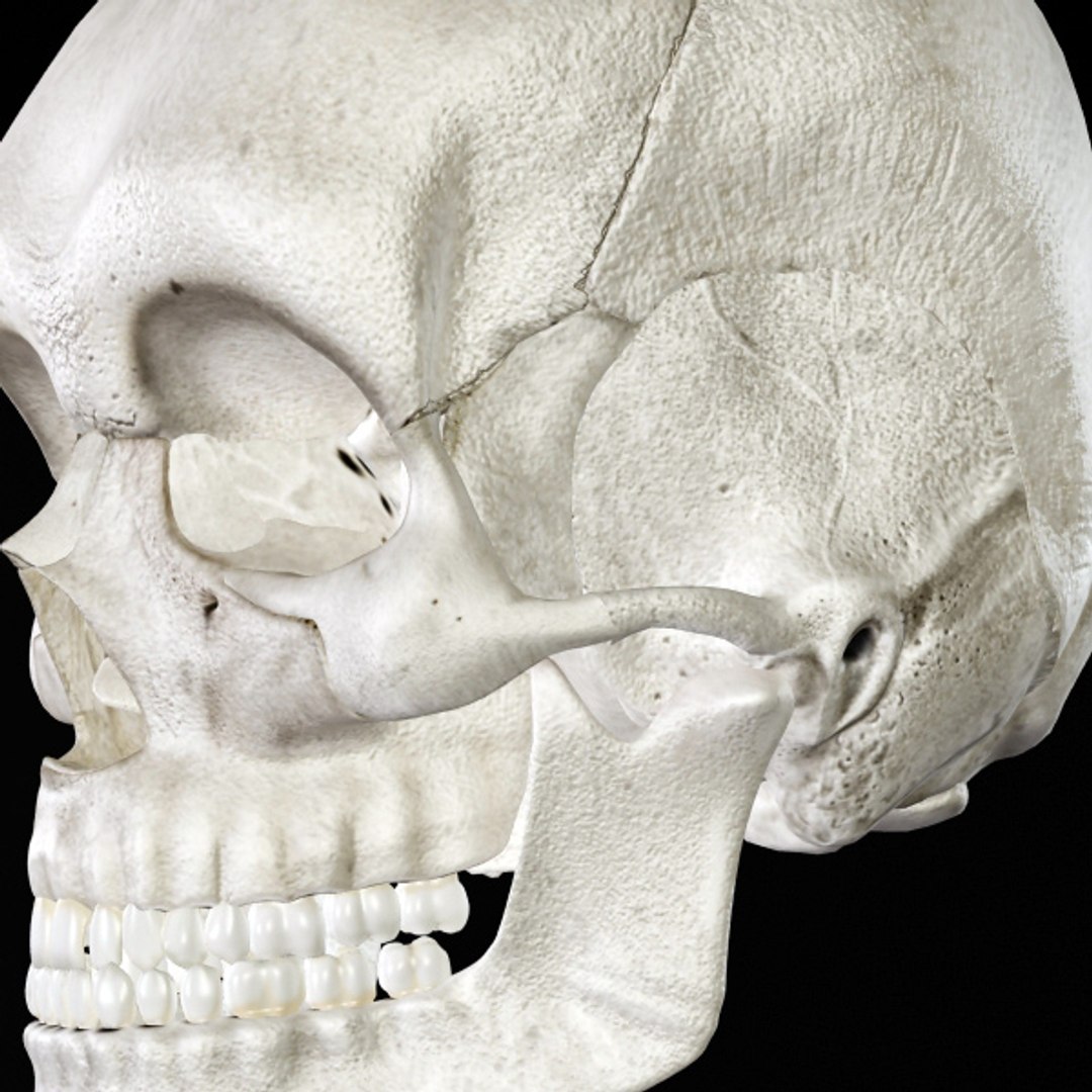 skull bone 3d max https://p.turbosquid.com/ts-thumb/84/gzKrS0/s6bkpBKa/sk_92/jpg/1290794918/1920x1080/fit_q87/514285b422a8a3bc9464369c2c1281a326867746/sk_92.jpg