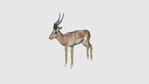 3D Low Poly Antelope Rigged With Realistic Texture