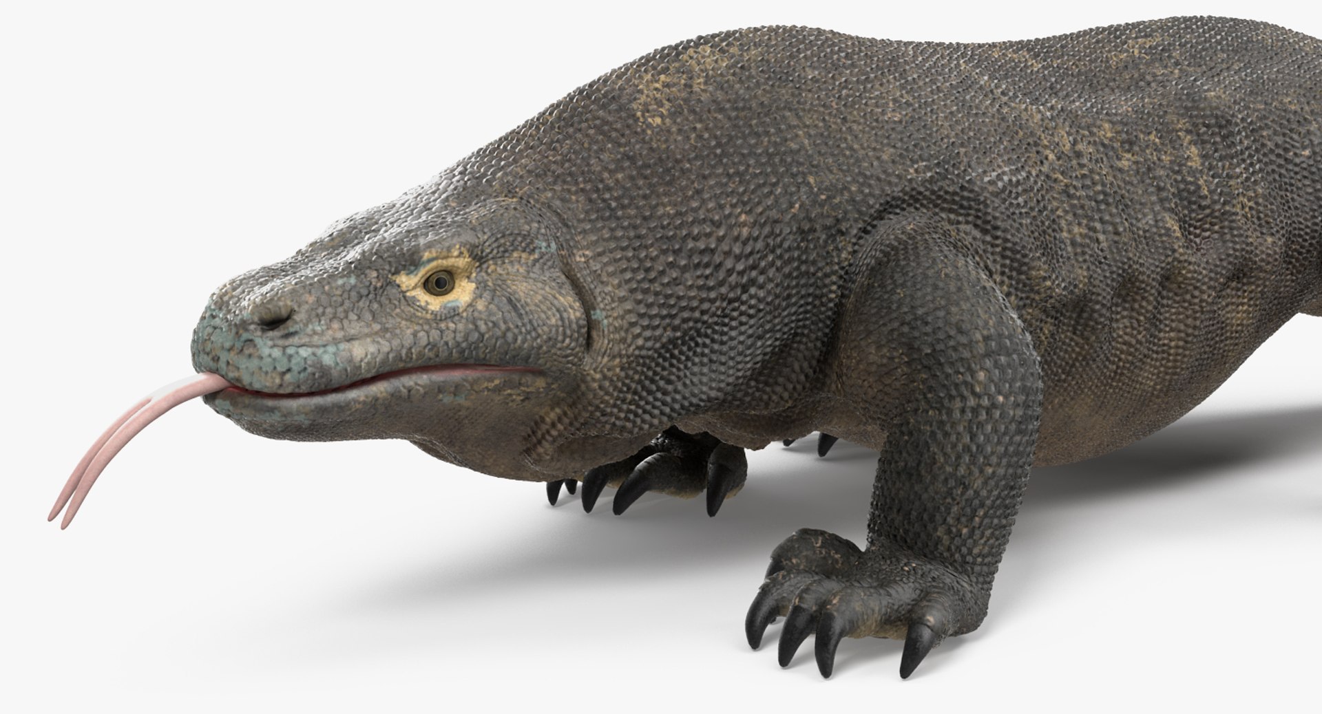 komodo dragon rigged 3D model https://p.turbosquid.com/ts-thumb/84/kpTgPU/8CXdwQjk/komododragonrigged3dsmodel014/jpg/1549704954/1920x1080/fit_q87/6b4cc6b33b9bf71442ac1a6fcb1eb897053adc16/komododragonrigged3dsmodel014.jpg