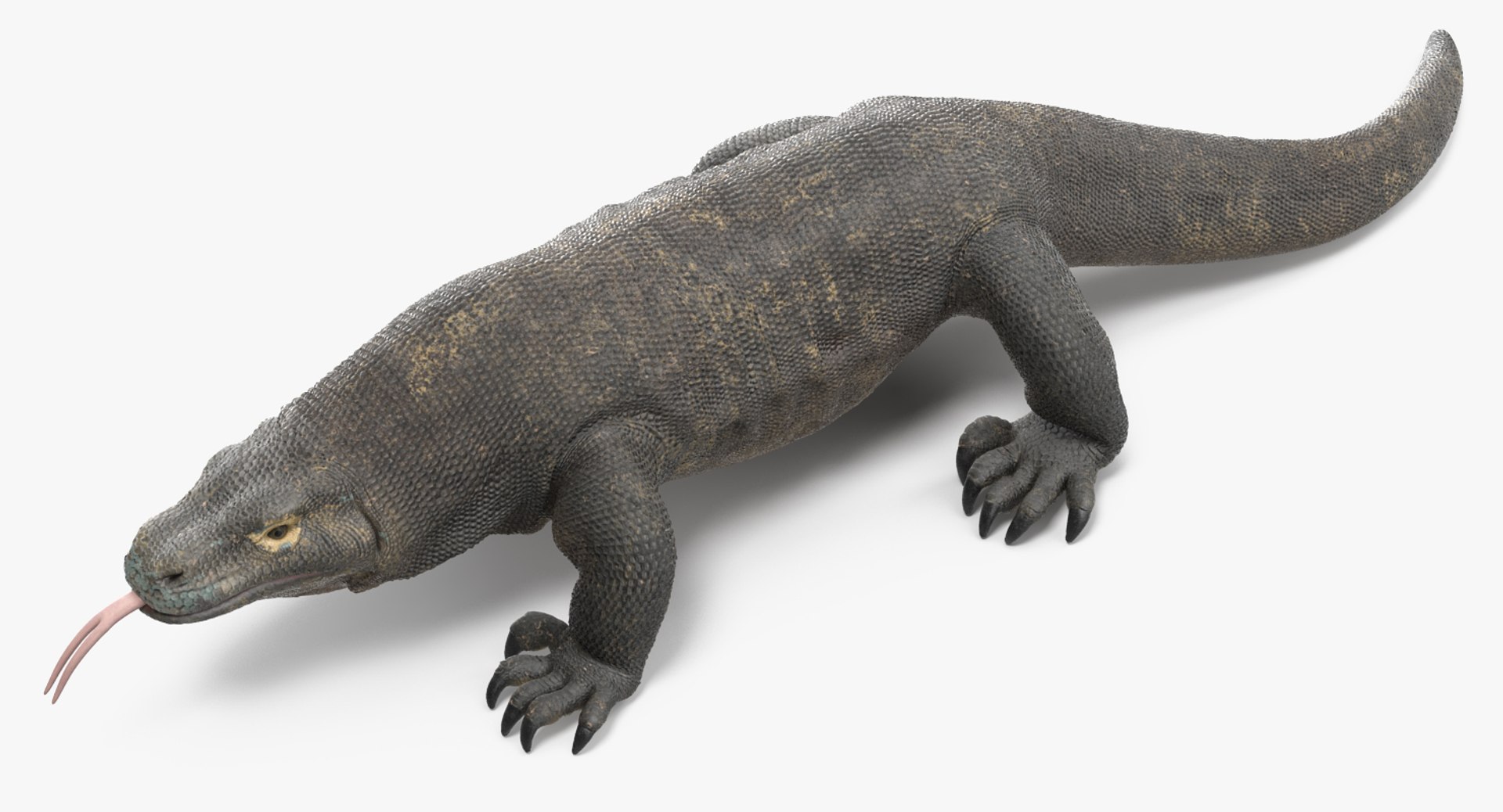komodo dragon rigged 3D model https://p.turbosquid.com/ts-thumb/84/kpTgPU/BMZg6INp/komododragonrigged3dsmodel008/jpg/1549704931/1920x1080/fit_q87/41172d2a352a96ca56e7c85f97756f14b5b08bfe/komododragonrigged3dsmodel008.jpg