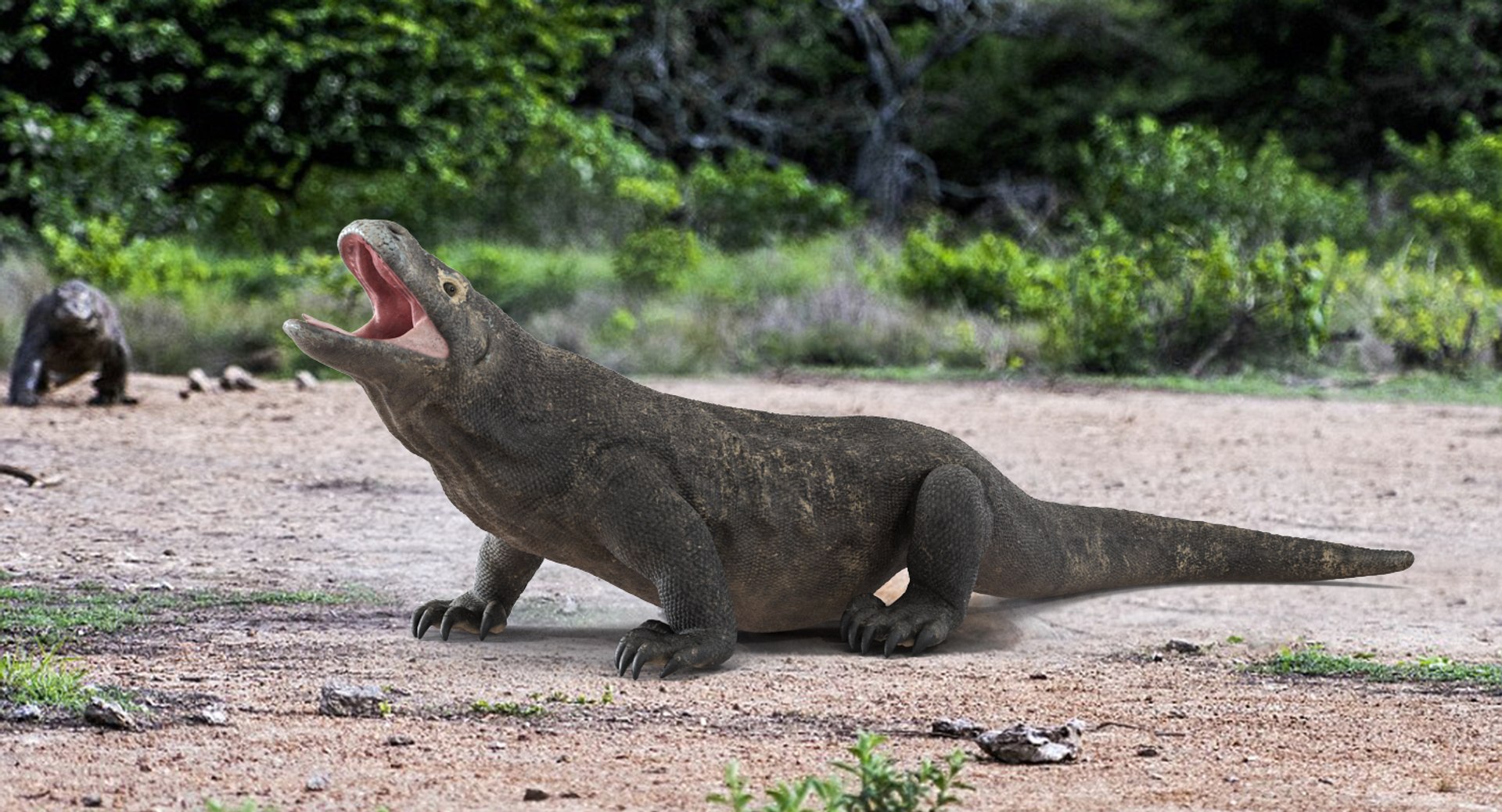 komodo dragon rigged 3D model https://p.turbosquid.com/ts-thumb/84/kpTgPU/NvR9yMbi/komododragonrigged3dsmodel002/jpg/1549704908/1920x1080/fit_q87/2ef2f43a9dbd83ad819e44a0b88442a273fbcf27/komododragonrigged3dsmodel002.jpg