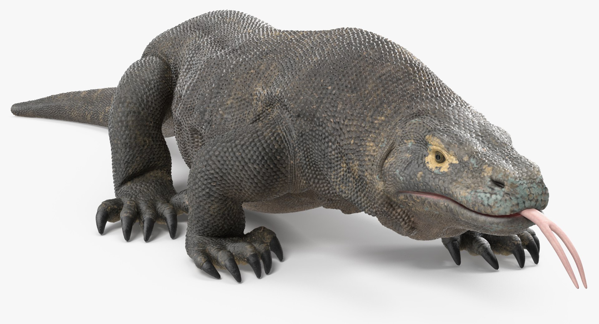 komodo dragon rigged 3D model https://p.turbosquid.com/ts-thumb/84/kpTgPU/XtISHyty/komododragonrigged3dsmodel005/jpg/1549704920/1920x1080/fit_q87/82d77c10ffb418b93611e0935f1f0bdd8e8fa34b/komododragonrigged3dsmodel005.jpg