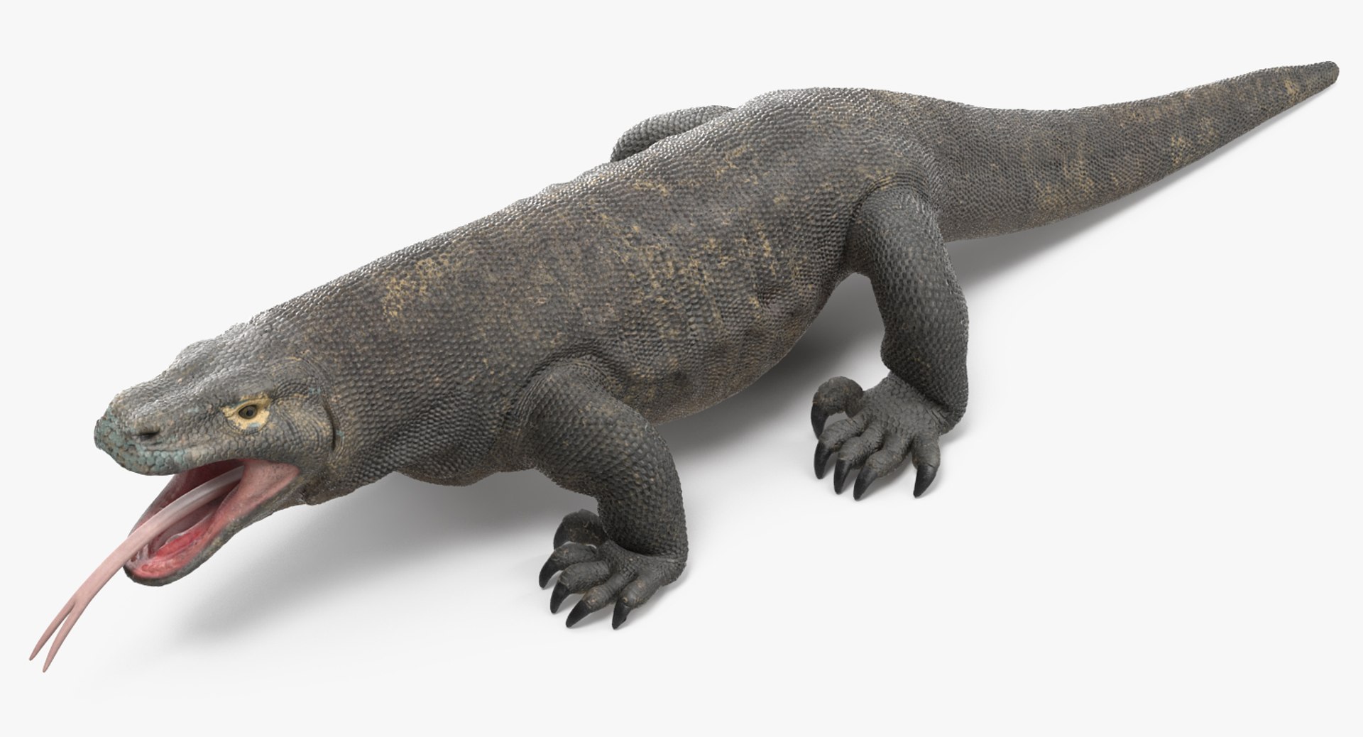 komodo dragon rigged 3D model https://p.turbosquid.com/ts-thumb/84/kpTgPU/rn4qYunG/komododragonrigged3dsmodel007/jpg/1549704928/1920x1080/fit_q87/47ac6b6f9b1daf81ed09678139a51b608a866909/komododragonrigged3dsmodel007.jpg