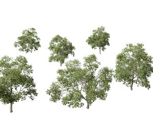 Carya ovata - Shagbark hickory