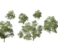 Carya ovata - Shagbark hickory