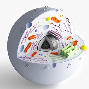 Animal Cell 3D Models for Download | TurboSquid
