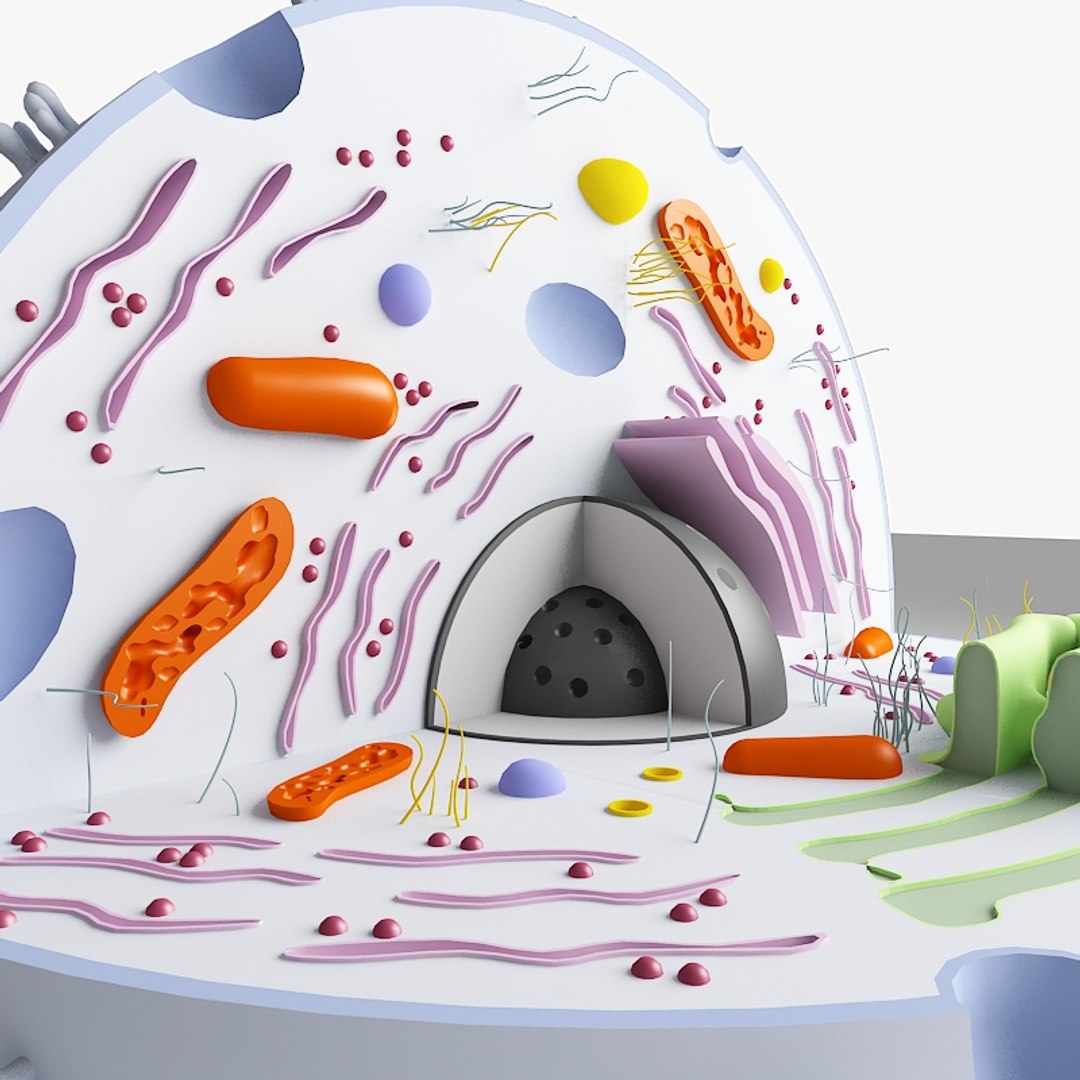 3d 3ds Biological Cell