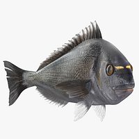 Dorada Fish Rigged for Maya