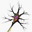 3d model neuron cell