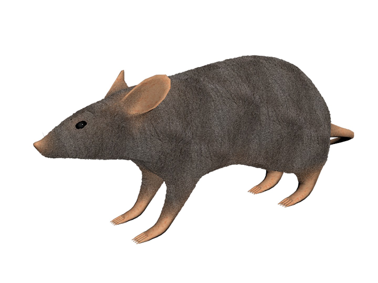 3d rat https://p.turbosquid.com/ts-thumb/85/Kywho6/GgR4SMXQ/preview5/png/1389137723/1920x1080/fit_q87/9c573eb8e57484181c64727a2e467c46968a213c/preview5.jpg