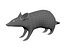 rat