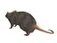 rat