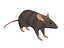 rat