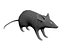 rat