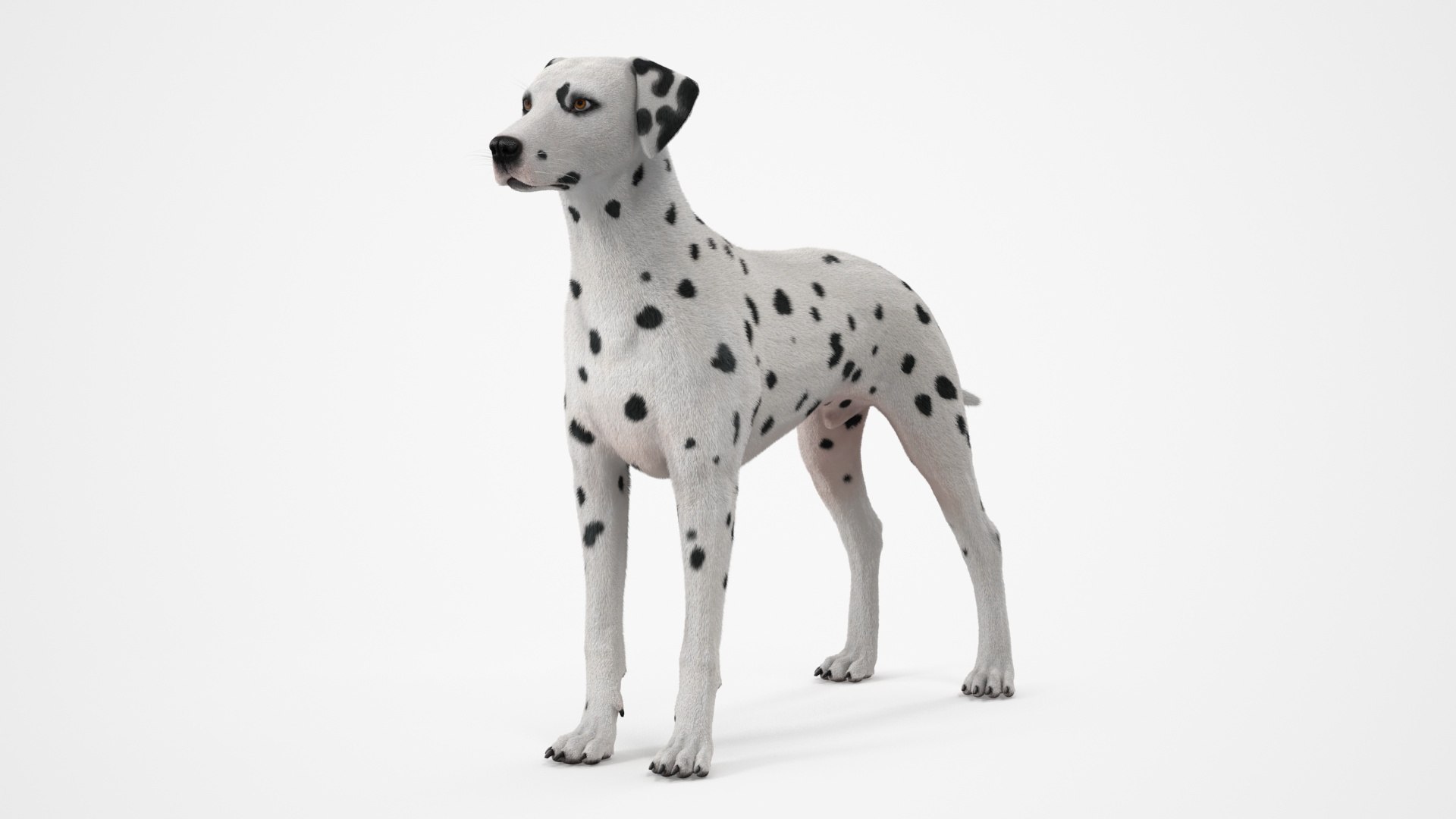 Spotted Dalmatian Dog Fur 3D model preview