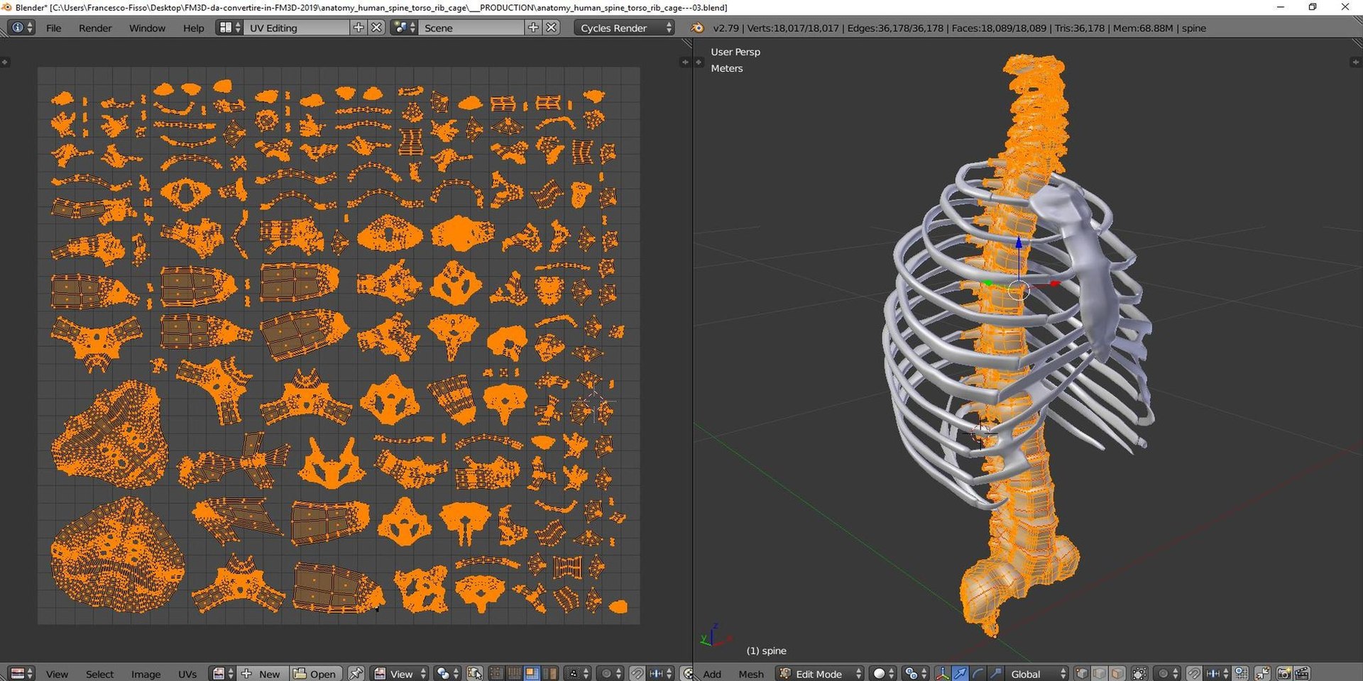 3D Torso Rib Cage Bones - TurboSquid 1176753