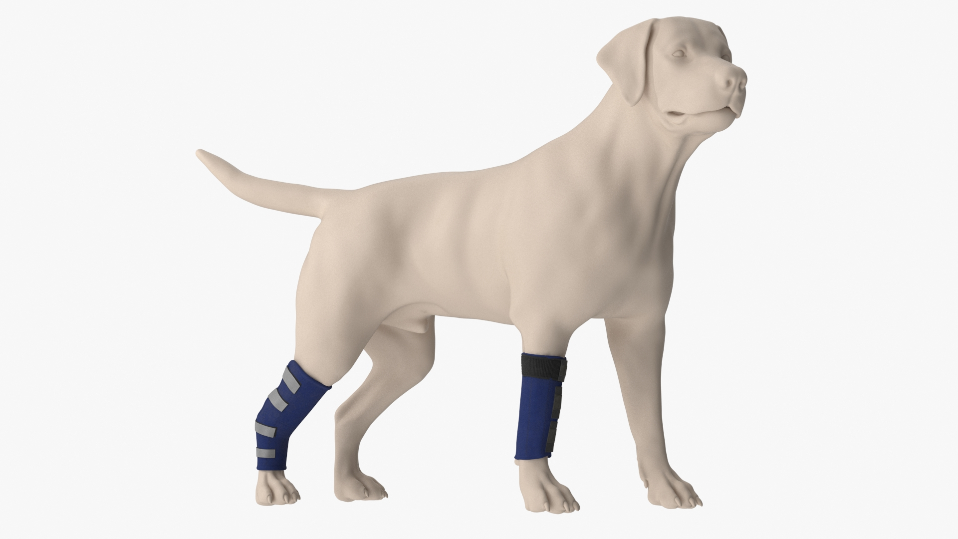 Dog Compression Wrap for Front and Rear Legs on Mannequin 3D model https://p.turbosquid.com/ts-thumb/85/b3w67G/6m/dog_compression_wrap_for_front_and_rear_legs_on_mannequin_360/jpg/1754987022/1920x1080/turn_fit_q99/72126aee5ce16f2386cdb8793395bacde8cccd85/dog_compression_wrap_for_front_and_rear_legs_on_mannequin_360-1.jpg
