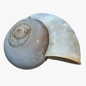 Sea Snail Shell 2 3D