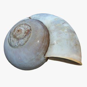 Sea Snail Shell 2