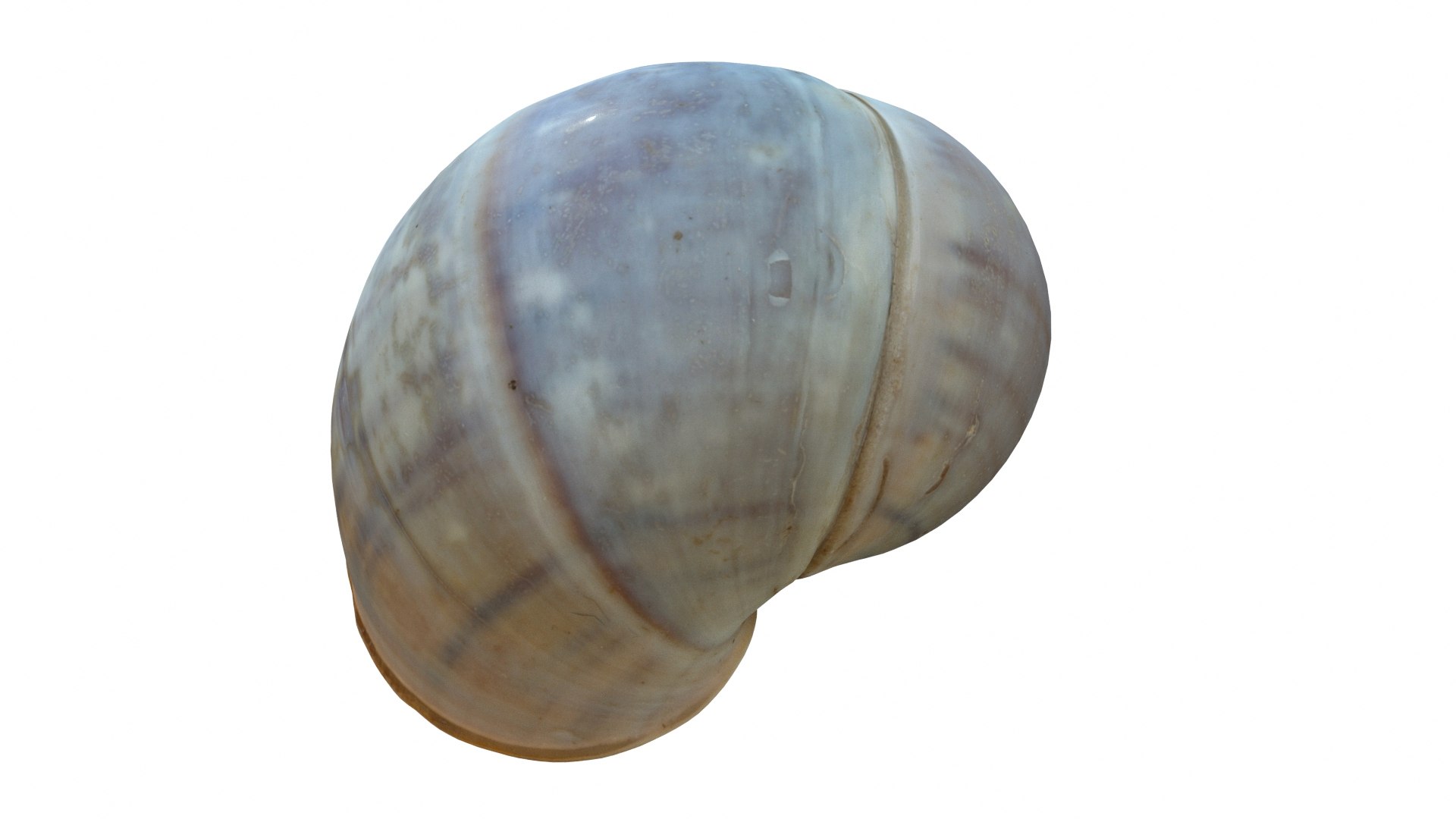 Sea Snail Shell 2 3D https://p.turbosquid.com/ts-thumb/85/gMBxHE/2J/seasnail02_preview03/jpg/1634446346/1920x1080/fit_q87/4f472f7e94d48c61158ecf54cd3b2e92e1007c50/seasnail02_preview03.jpg