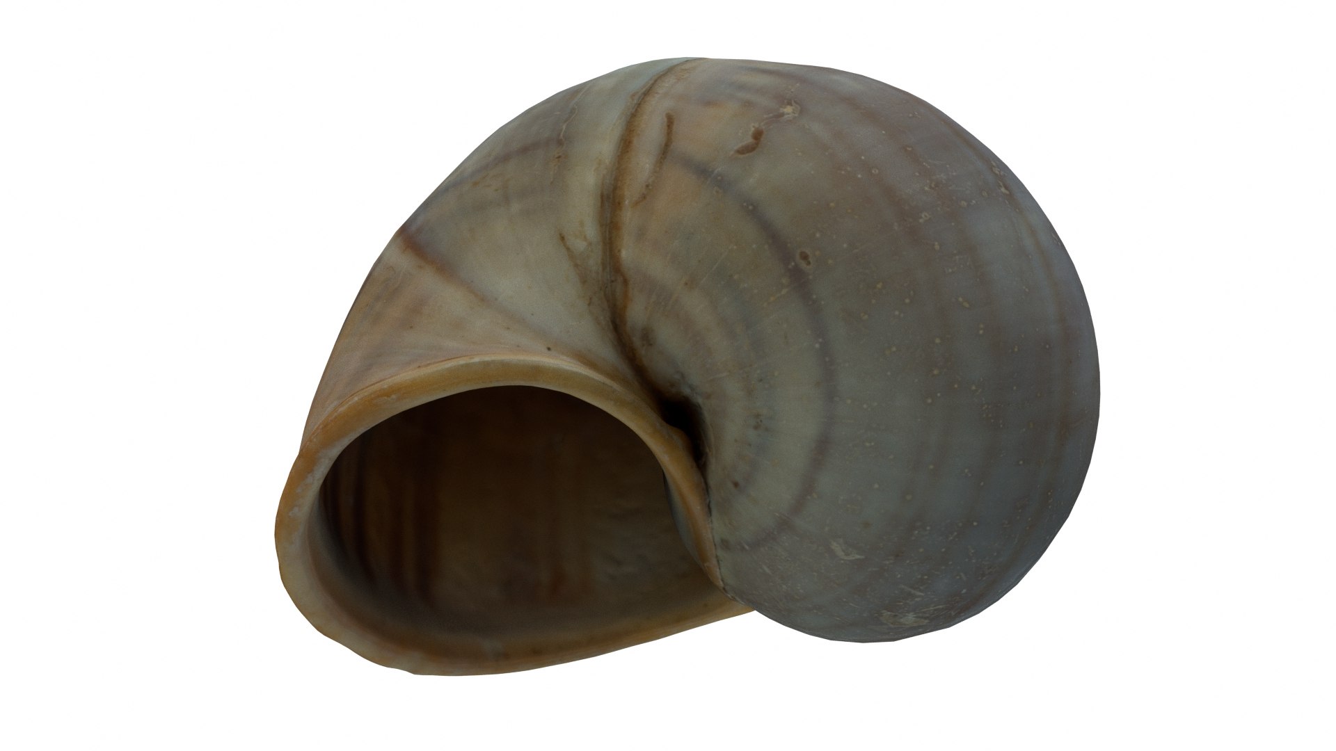 Sea Snail Shell 2 3D https://p.turbosquid.com/ts-thumb/85/gMBxHE/3h/seasnail02_preview06/jpg/1634446295/1920x1080/fit_q87/5b6ef841632066a1edd1b15ff7407ecba106fe0f/seasnail02_preview06.jpg