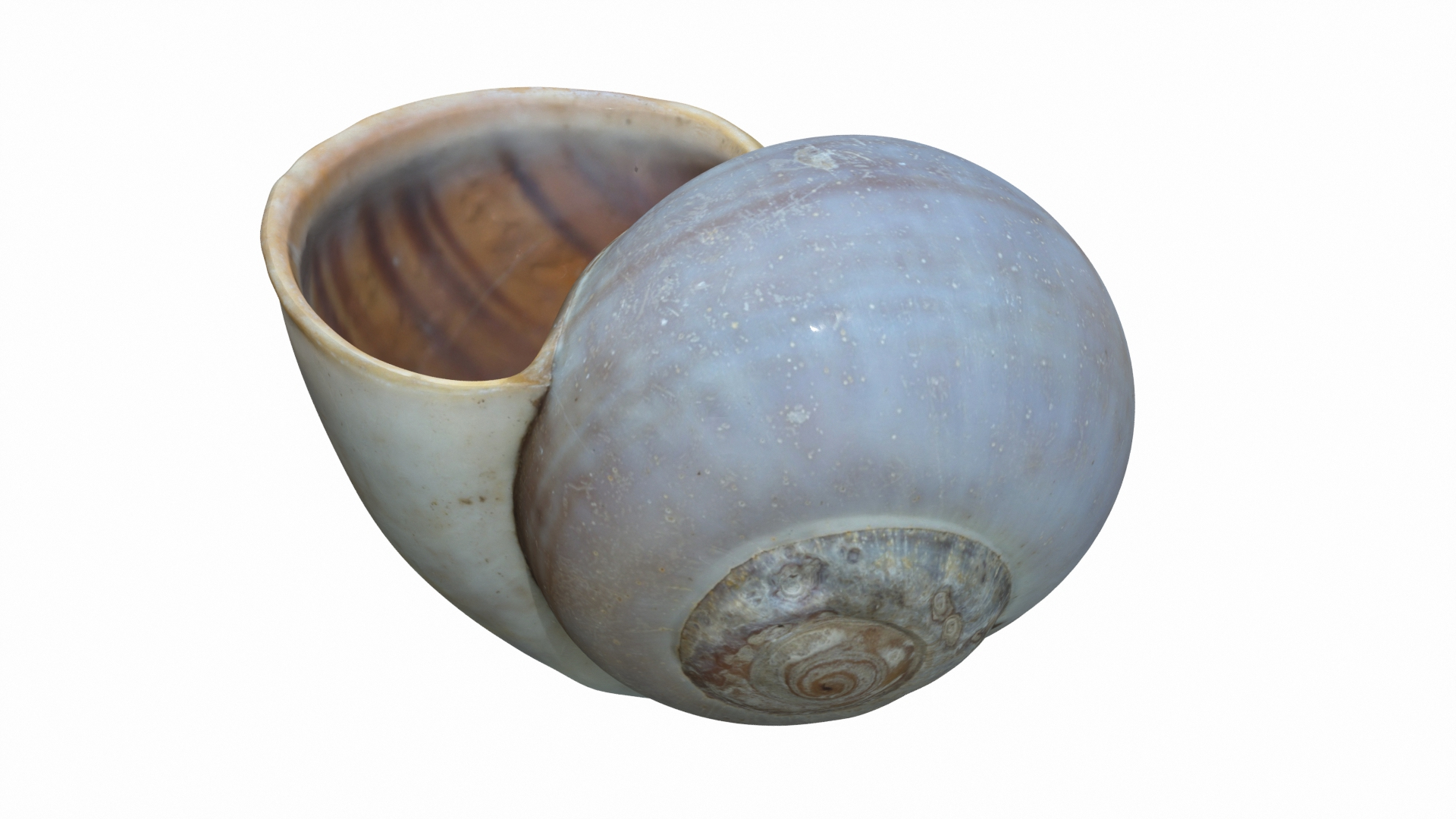 Sea Snail Shell 2 3D https://p.turbosquid.com/ts-thumb/85/gMBxHE/E8/snail2/jpg/1634444436/1920x1080/turn_fit_q99/5090f95d0cbd98799adf2253c9a89eec970b3fe5/snail2-1.jpg