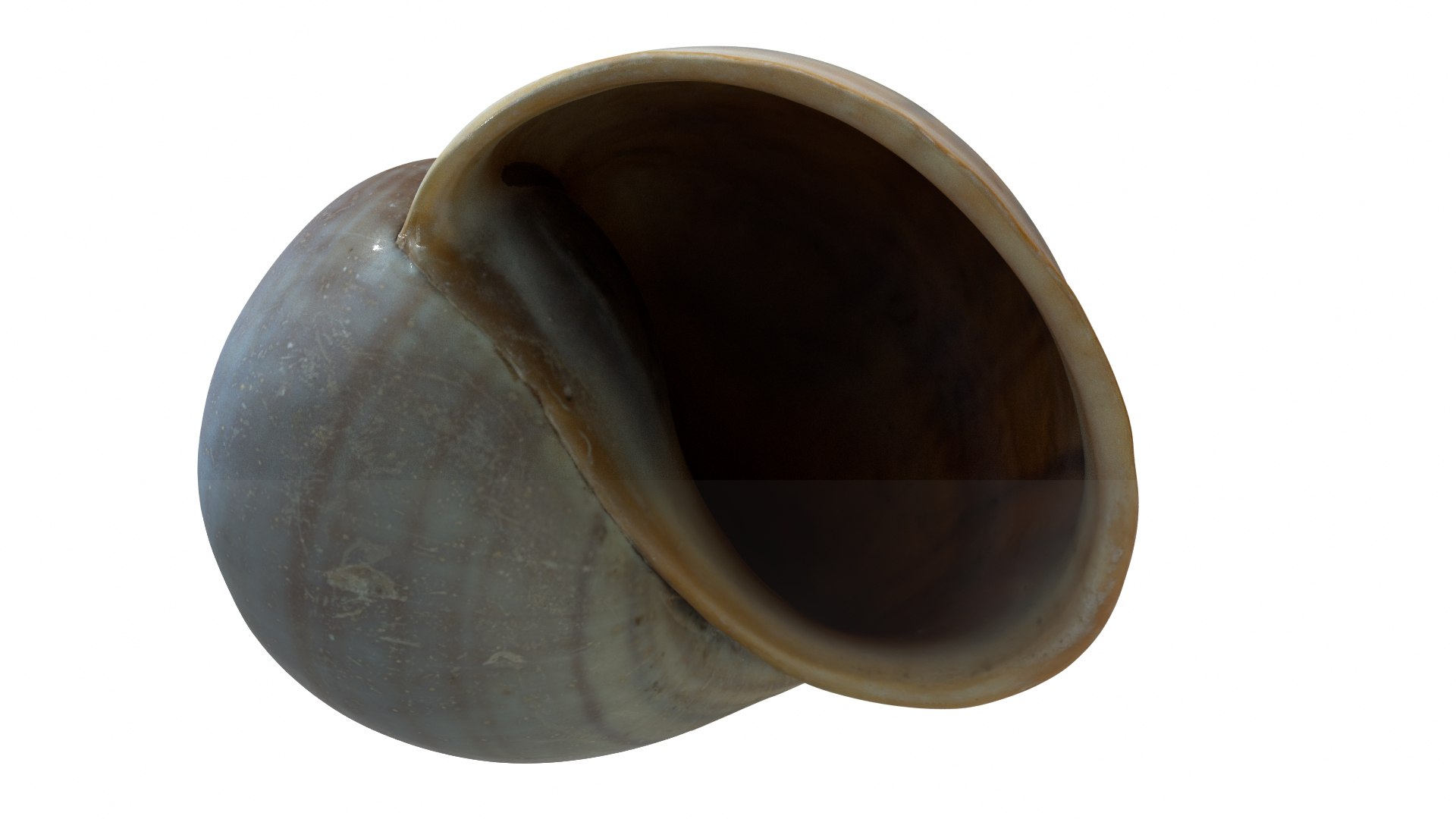 Sea Snail Shell 2 3D https://p.turbosquid.com/ts-thumb/85/gMBxHE/Gn/seasnail02_preview05/jpg/1634446515/1920x1080/fit_q87/bfb2725d7f6a4005ab13f286d61f180ba8a9da94/seasnail02_preview05.jpg