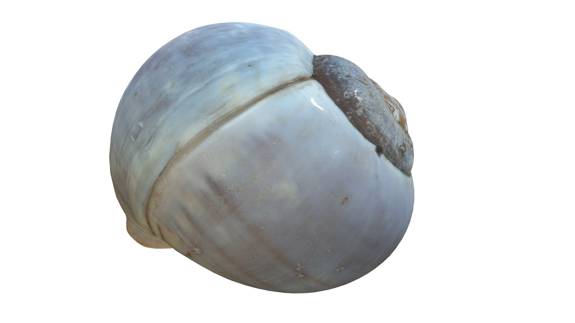 Sea Snail Shell 2 3D https://p.turbosquid.com/ts-thumb/85/gMBxHE/L3/seasnail02_preview04/jpg/1634446315/1920x1080/fit_q87/ae705e88a3f1aa2eb941f01f1cec21dbf20b7a07/seasnail02_preview04.jpg