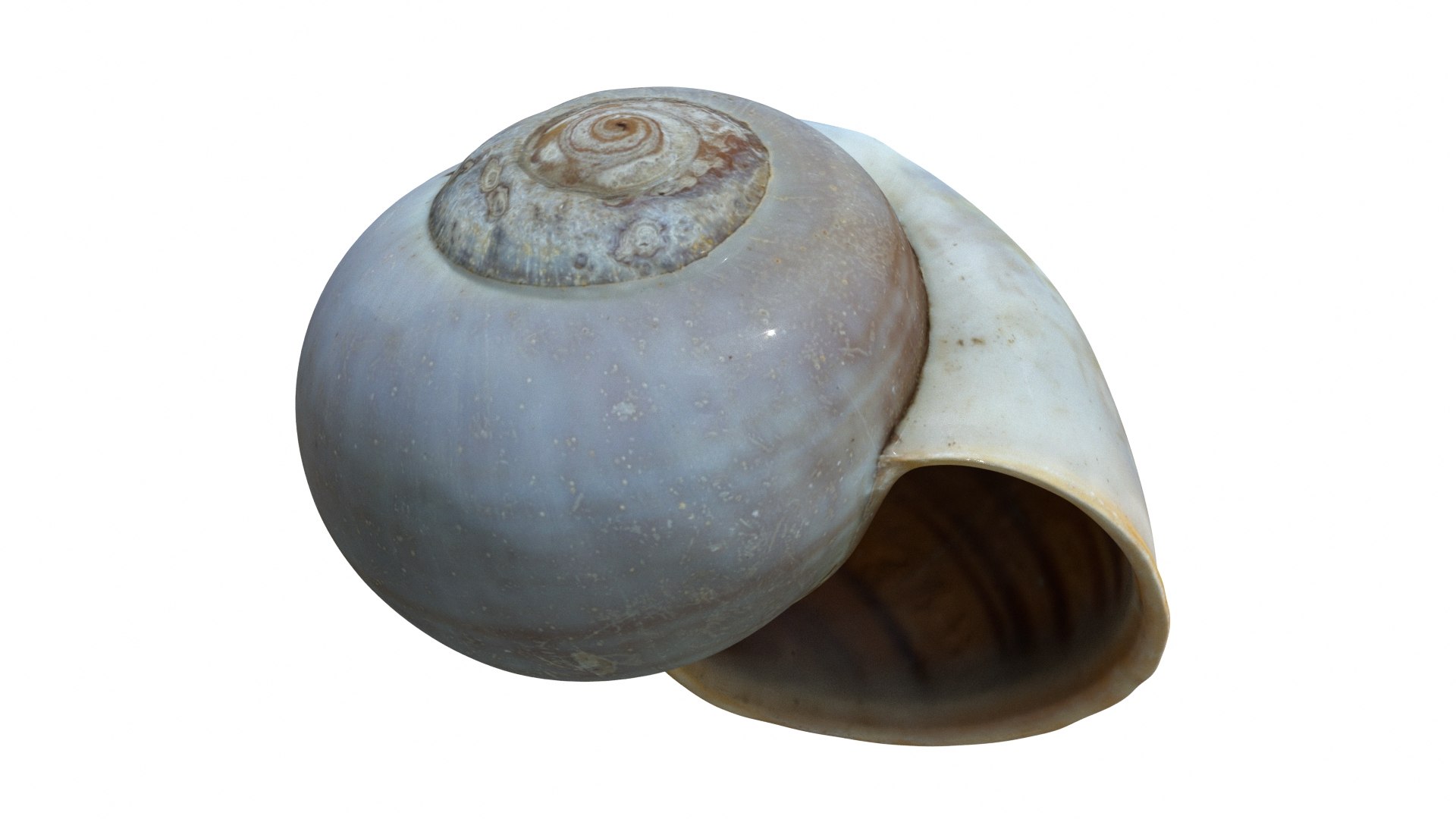 Sea Snail Shell 2 3D https://p.turbosquid.com/ts-thumb/85/gMBxHE/S5/seasnail02_preview07/jpg/1634446514/1920x1080/fit_q87/24f492ac70725aa1f434e97e1cf3379f54b7adaf/seasnail02_preview07.jpg