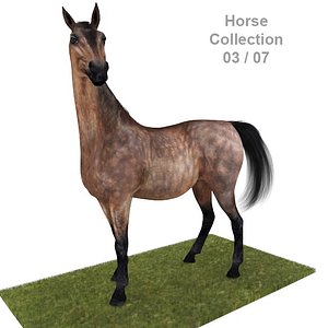 Realistic Horse 03