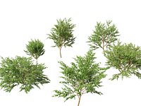 Eugenia uniflora - Surinam cherry