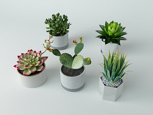 Succulent in pot 3 Low-poly 3D model 3D model