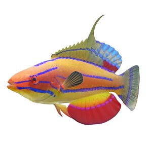 Carpenter Flasher Wrasse 3D